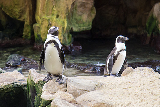 Cape Town Itinerary Two Oceans Aquarium African Penguins