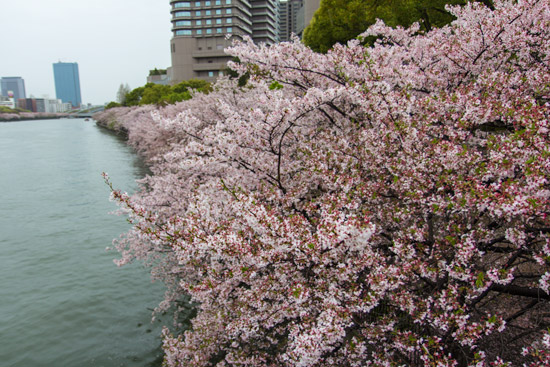 Sakura or Cherry Blossoms at Kema Sakuranomiya Park, Osaka, Japan