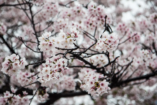 Sakura or Cherry Blossoms at Kema Sakuranomiya Park, Osaka, Japan