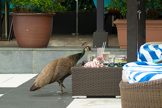 Sofitel Sentosa Resort & Spa Peacocks